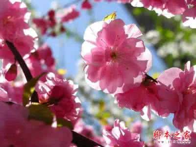 教你如何拍出漂亮人像 教你如何拍出漂亮的花卉