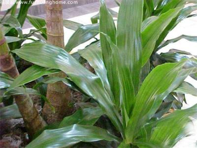 一叶兰的养殖方法 一叶兰的养殖方法 一叶兰的养殖方法 一叶兰的养殖要点