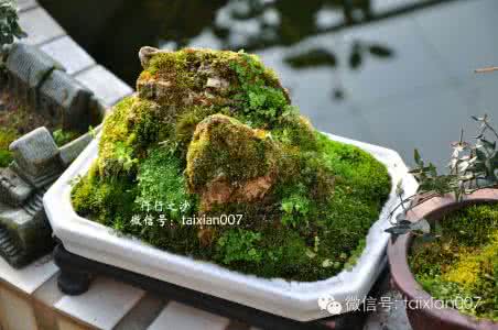 苔藓盆景制作 【名花盆景】教你制作苔藓盆景的方法