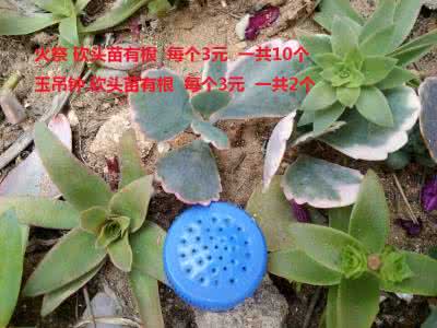 多肉植物冬天会冻死吗 多肉植物冬天会冻死吗 宠物龙虾冬天会冻死吗？