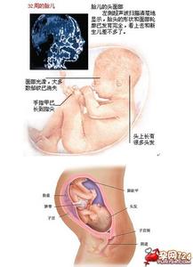 怀孕8周胎儿发育标准 怀孕8周胎儿发育标准 怀孕8个月的胎儿发育