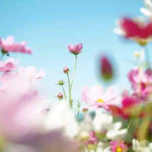 2017桃花运最旺的生肖 2016桃花运最旺的生肖 一辈子桃花运旺,从不缺爱的3大生肖