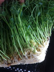 水培豌豆苗 水培豌豆苗 在家如何水培豌豆苗