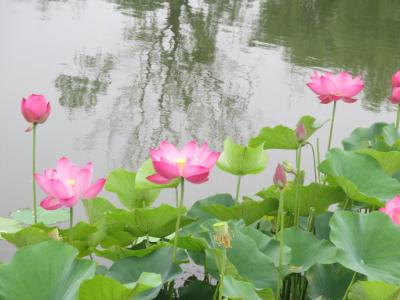 为荷而来 夏是荷的季节，我涉水而来，只为和你相约