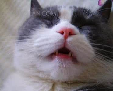 猫咪流口水,透明的不臭 猫咪流口水是怎么回事