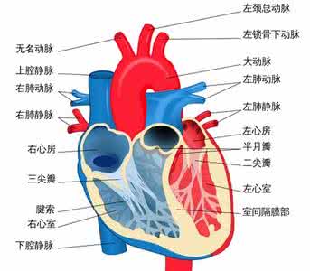心脏神经官能症自测 自测心脏年龄多少岁