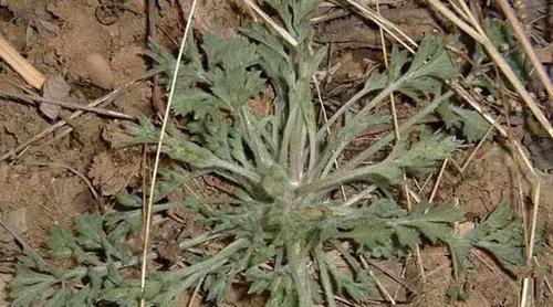 春季挖野菜 春季和家人一起挖野菜 一种野菜治一种病(4)