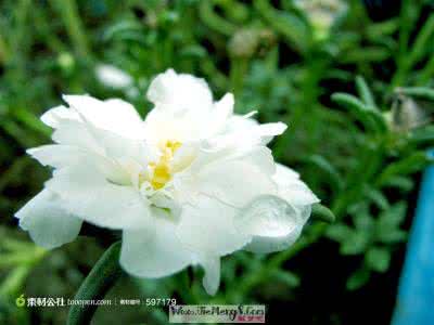 山茶花 山茶花 梦见山茶花