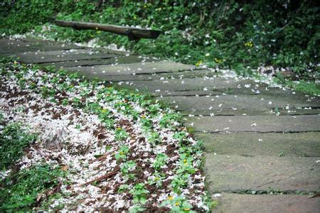 雨天思绪 随雨散落的思绪