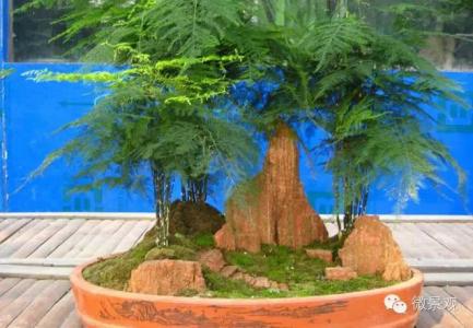 南北景观植物特性 微景观植物:文竹!特性,为啥选它呢~