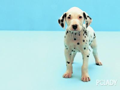 美容小技巧 给幼犬做美容的三点小技巧