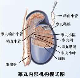 附睾疼痛是怎么回事 附睾肿胀疼痛怎么回事呢？