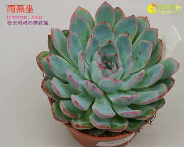 多肉植物雨燕座 【多肉植物】雨燕座 Echeveria Apus | 多肉联萌