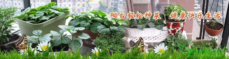 阳台种菜长虫如何防治 转  无毒有机方式防治阳台种菜病虫害技术方法