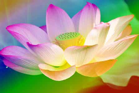 我的爱只为你盛开 我若为莲，只为你开