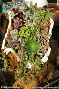 多肉植物的园艺 【园艺】多肉植物多肉植物移栽方法(图文完整版)