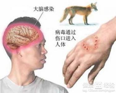 老鼠传播狂犬病的病例 老鼠传播狂犬病的病例 老鼠会传播狂犬病吗