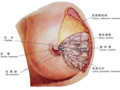 应该如何治疗乳腺囊肿 乳腺囊肿 乳腺囊肿应该怎么治疗