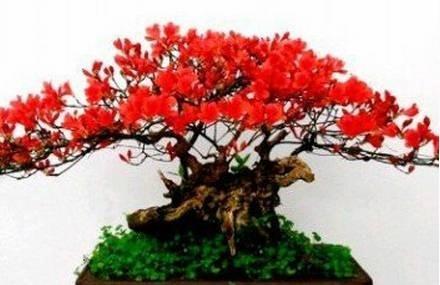 黄栌盆景 黄栌 黄栌盆景制作