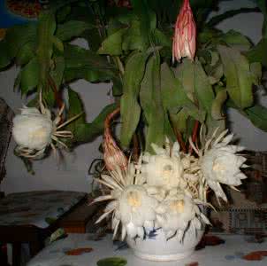 惊艳的昙花 肥肉喂开惊艳昙花