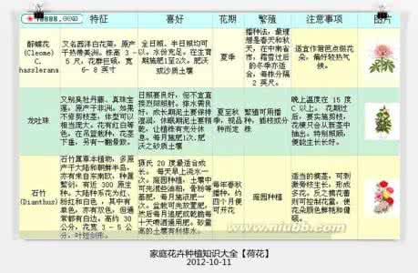 家庭花卉种植常识大全 家庭花卉种植保养常识大全