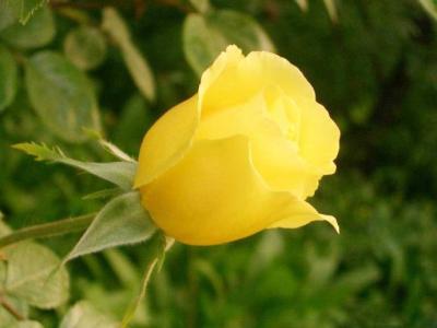 黄玫瑰的花语是什么 黄玫瑰花语 黄玫瑰的花语是什么 黄玫瑰怎么养殖