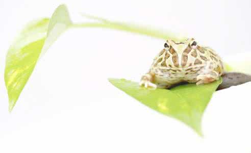 牛蛙和青蛙的区别 梦见青蛙 梦见牛蛙