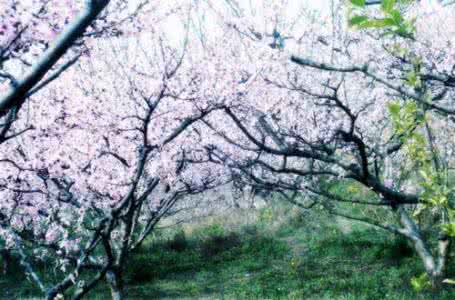 陌上花 雪落楼城 转:陌上花落,我在花开的地方等你
