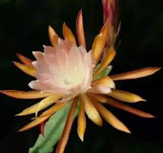昙花一现的惊艳只要 昙花一现的惊艳