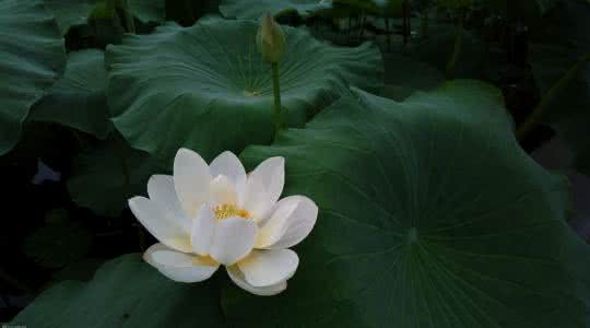 出淤泥而不染的意思 水芙蓉 出淤泥而不染的出尘花卉水芙蓉