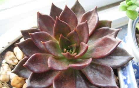 可以水培的植物有哪些 可以水培的植物 【肉类植物】肉类植物可以水培吗