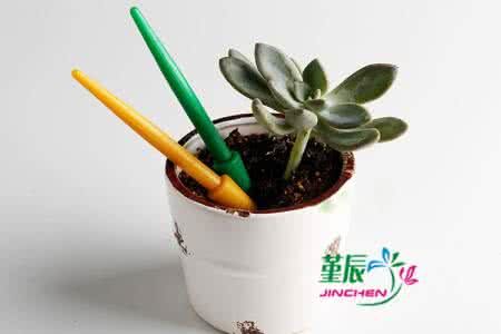 多肉植物的园艺 【园艺】多肉植物播种移苗换土