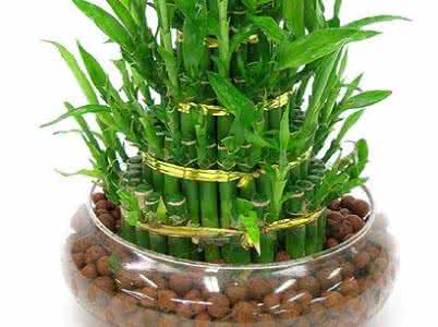 招财手植物怎么养 哪些招财植物最有用，别再乱养了