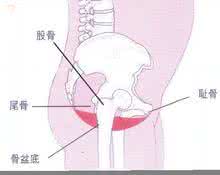 下肢肌力康复的锻炼法 盆底肌锻炼 带来高质量性生活：盆底肌功能康复技术