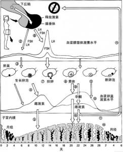 女性生理周期激素变化 女性生理周期激素变化 为什么会孕吐？影响女性变化的激素有哪些？