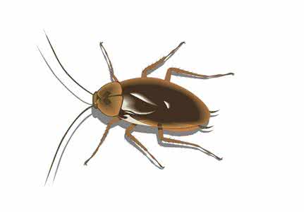 蟑螂咬人有毒吗 蟑螂咬人有毒吗？蟑螂怎么消灭