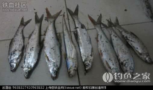 虾皮串钩路翘嘴视频 虾皮串钩显神威 翘嘴红尾岸上飞