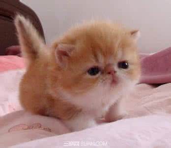 宠物繁殖要诀 宠物猫尾巴清洗有要诀