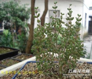 多肉植物养殖方法 多肉植物养殖方法 多肉植物怎么养 多肉植物的养殖方法