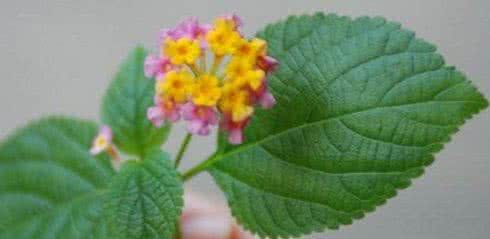 依米花什么时候开花 依米花 昙花什么时候开