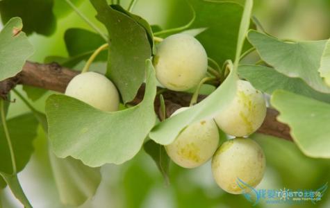 白果的功效与作用禁忌 白果的功效与作用禁忌 白果的功效与作用以及食用禁忌