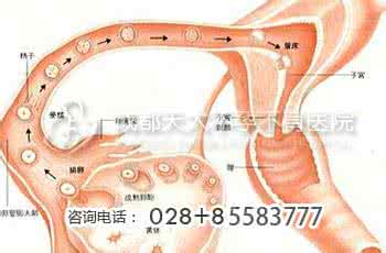 输卵管堵塞治疗方法 输卵管堵塞的治疗方法 七大方法均可治疗它