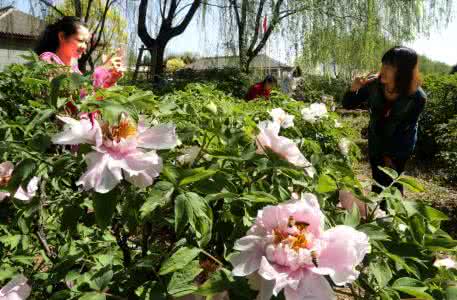 牡丹花期管理 芙蓉牡丹花期管理 反季节牡丹花期管理