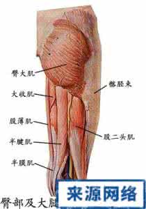 肌肉3d人体解剖图 人体肌肉组织解剖图(12)