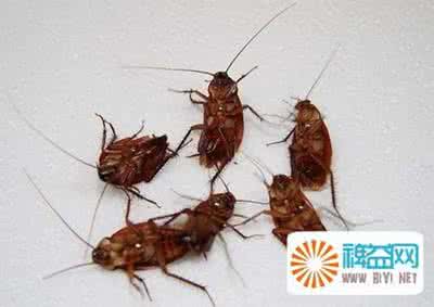 灭蟑螂的小窍门 〖杀蟑螂的小窍门〗