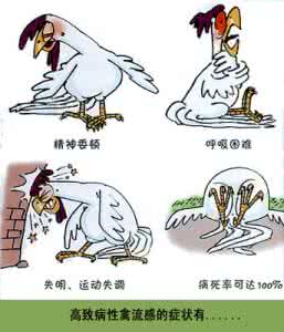 h7n9禽流感的症状表现 禽流感的症状是什么 禽流感有哪些表现