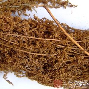 青蒿的功效与作用 青蒿的功效与作用 青蒿的好处有哪些