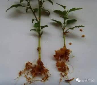 锯末做养花营养土 锯末养花是个宝,即可当土又可当肥!