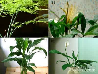 净化空气的室内植物 9款净化空气的植物