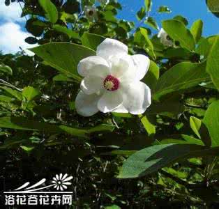 樱桃树的栽培技术 天女花的栽培技术